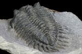 Spiny Delocare (Saharops) Trilobite - Bou Lachrhal, Morocco #146695-4